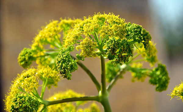 Wilder Fenchel