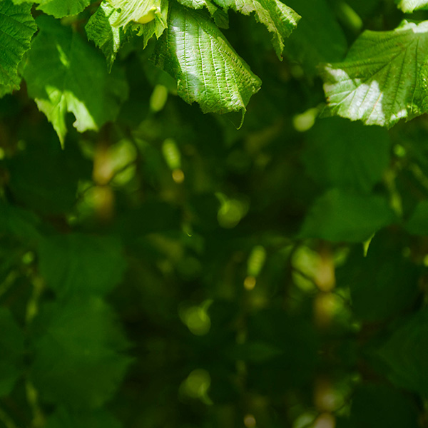 AZIENDA AGRGRICOLA GALA - SÜßE VERFÜHRUNG AUS DEM PIEMONT