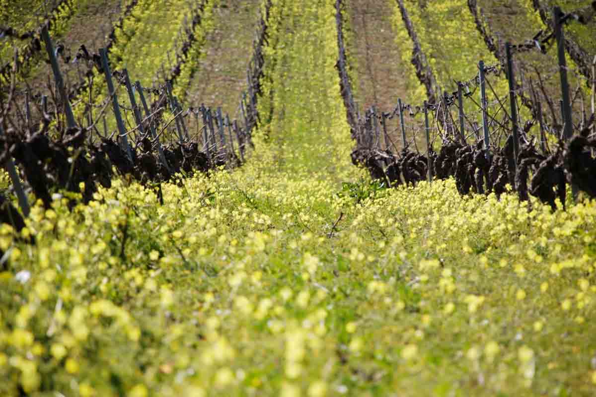 Nino Gandolfo - Weingut, Sizilien