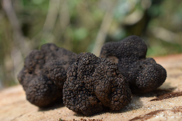 Frische Sommertrüffel - Tuber aestivum Vitt. aus Italien