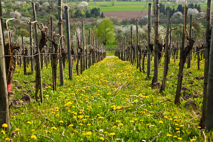 Weingut Adelseck