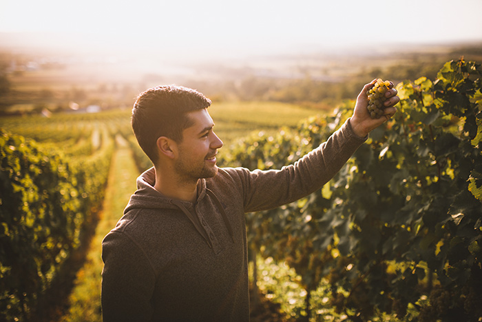 Weingut Adelseck