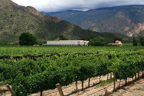 Weinberg in Cafayate, Argentinien