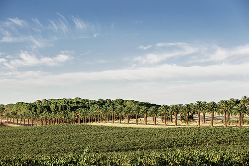 Barossa Palms near Seppeltsfield xs