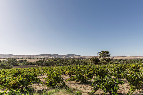 Weinberge im Barossa Valley, Australien