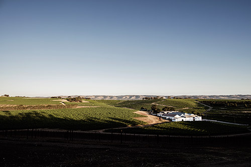 McLaren Vale, Weinberge und Weingut