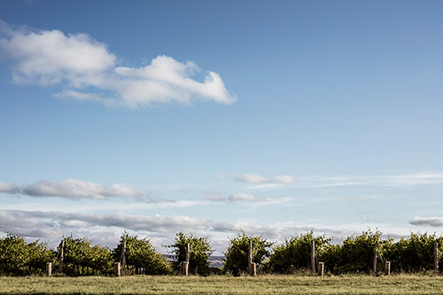 Weinberge in Australien