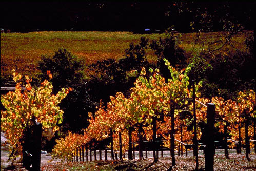 Weingut Kalifornien