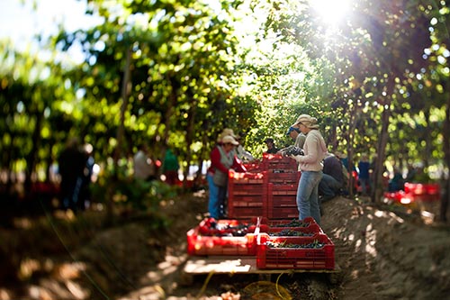 Weinlese in Chile