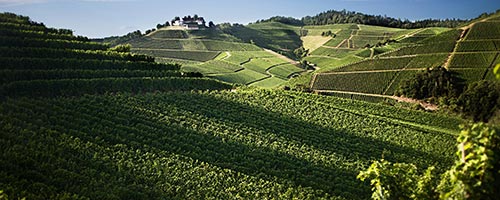 Weinberg von Schloss Staufenberg in Durbach