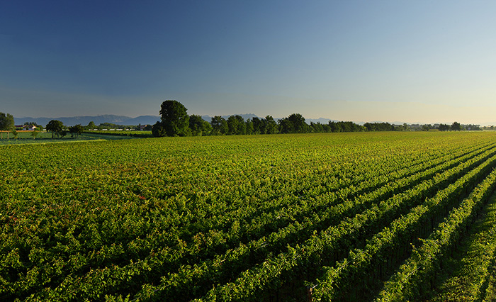 De Stefani - Weingut Le Ronche