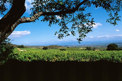 Weinberge der La Granja Nuestra Señora de Remelluri