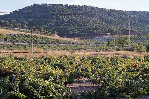 Weinberge an den Hängen des Bergmassivs Montsant