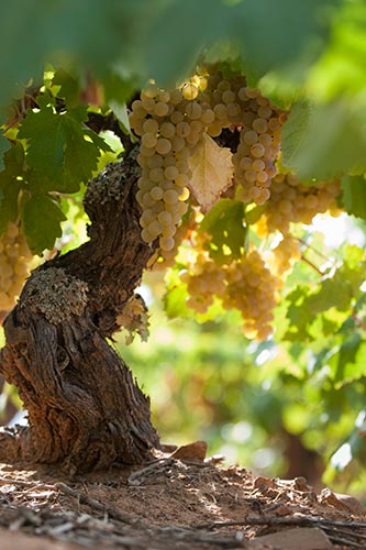 Weinberg im Weinanbaugebiet El Bierzo, Kastilien