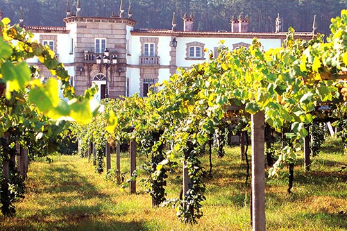 Albarino Weinberge im Weinanbaugebiet Rías Baixas, Galizien