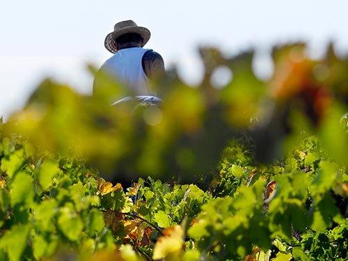 Weinlese in den Weinbergen des Weingutes Quinta Quietud