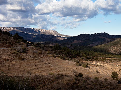 Weinbaugebiet Montsant in Katalonien