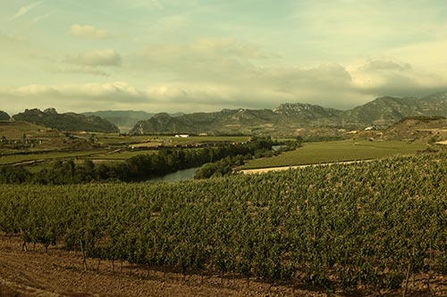 Weingüter in der Nähe von Briones, Rioja