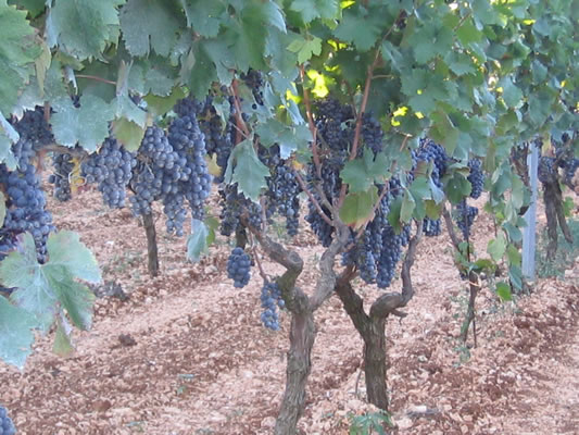 FATALONE WEINE - Weingut Azienda Agricola Petrera Pasquale