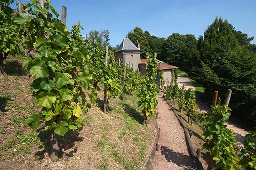 Weinberg über der alten Festung Epinal an der Mosel