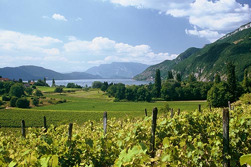 Rhône Tal, Weinberge in Brison-Saint-Innocent