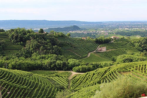 Weinberge Treviso, Venetien