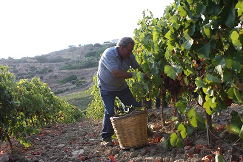 Weinlese im Weingut Cantine Settesoli, Sizilien