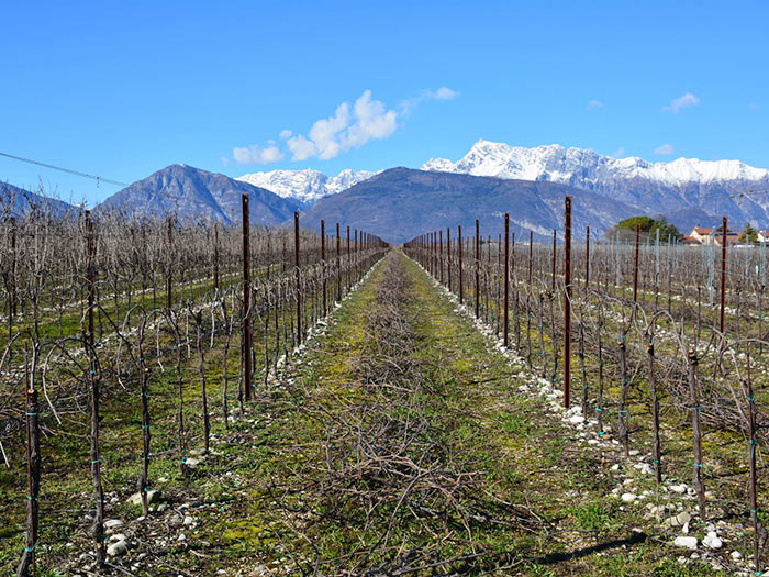 Weingut Ronco Margherita - Friaul