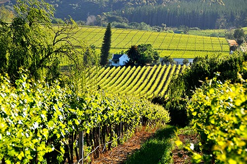 Weinberge im District Franschhoek