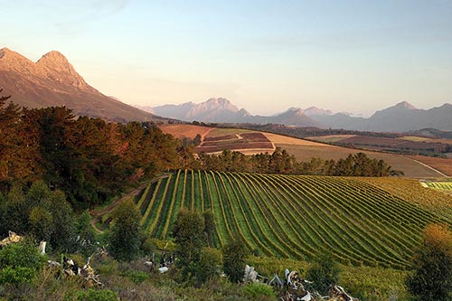 Weinberge des Weingutes Delheim an den Hängen des Simonsberges