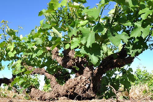 Optenhorst Chenin Blanc im Weingut Bosman