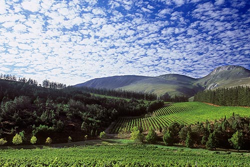 Weinberge in der Region Cape South Coast, District Elgin