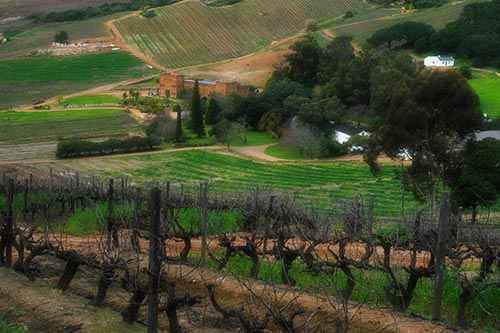 Weingut Fort Simon, Stellenbosch