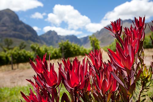 Fynbos in den Weinbergen von Stellenbosch