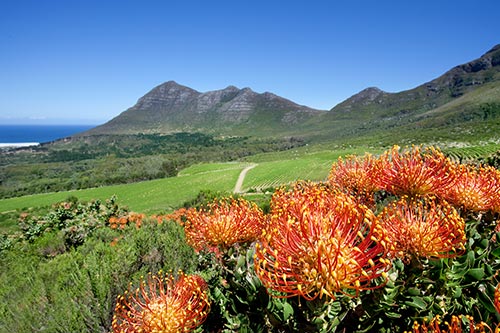 Weinberge Cape Point mit dem atlantischen Ozean im Hintergrund