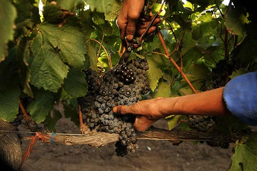 Weinlese im Weingut Nederburg, Paarl